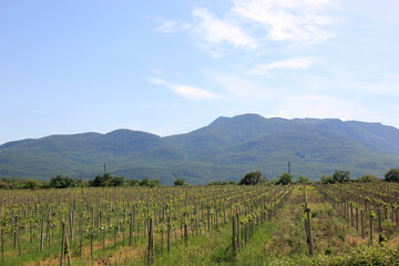 vineyard at the foot of the mountain