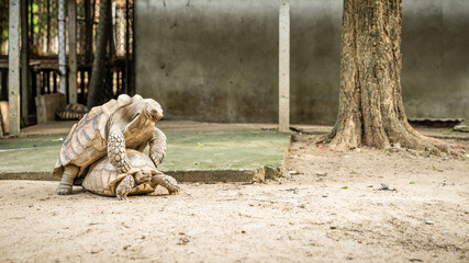 Large Tortoises making love, mating. Animal wildlife concepts.