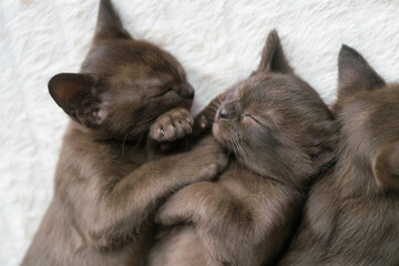 burmese kittens sleep sweetly on the couch