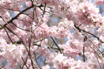 Pink blossoms of the Japanese flowering cherry (Prunus serrulata) in spring in Hamburg, Germany