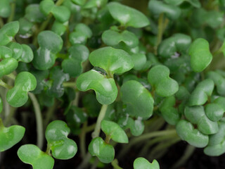 microgreen, mustard sprouts, raw sprouts, microgreens, healthy eating concept