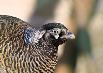 Pheasant hen in side close-up. Brown white plumage of a bird. Phasianus colchicus