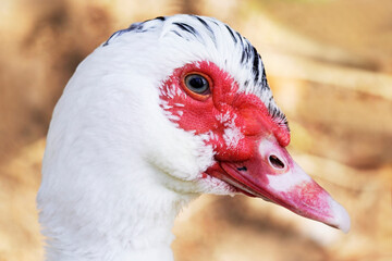 Seitliche Nahaufnahme einer Gans mit weißem Gefieder. Portrait eines Wasservogels. Hellbrauner Hintergrund.
