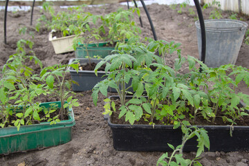 Several boxes of tomato seedlings stand on the ground in the greenhouse. They will be planted.