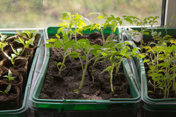 several boxes of tomato and pepper seedlings stand on the windowsill in spring