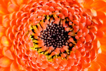 Blüte einer orange roten Germini in Nahaufnahme. Blumen als Hintergrund.