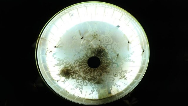 Close-up shot of light bulb in the lamp at night that moths or termites flying around the light bulb. 