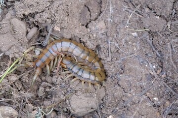 scolopendra, banded centipede or Mediterranean banded centipede