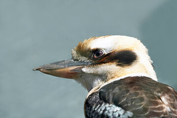 Jägerliest in seitlicher Nahaufnahme. Seltene Vogelarten. Dacelo novaeguineae