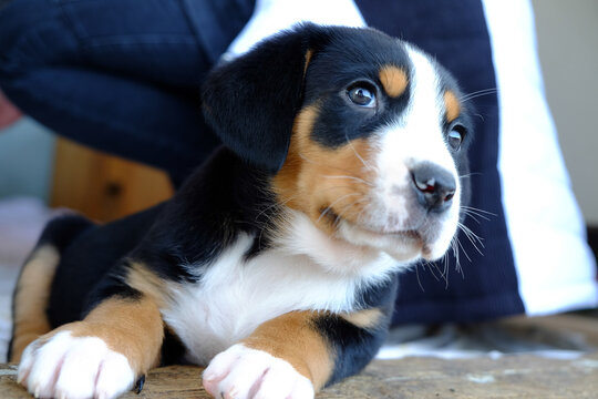 Die 23 Besten Bilder Stock Fotos Und Vektorgrafiken Zu Grosser Schweizer Sennenhund Adobe Stock