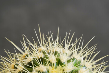 Close up of a green prickly cactus with a gray background.