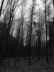 geisterhafte silhouetten der bäume im wald, baum schatten, dunkel und monochrom, leichter nebel,...
