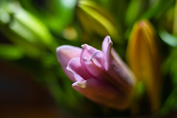 Obraz premium Lily Blossom Foreground