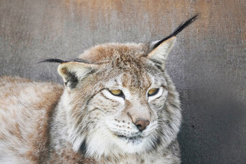 Tired lying lynx looks around, bored. Wild cat is resting.