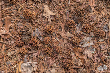 Sweet gum seed pods - Powered by Adobe