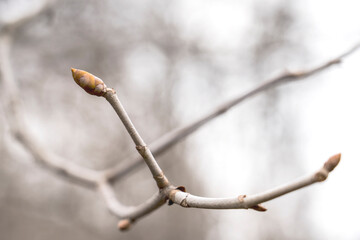 plant buds in the spring, budding, selective focus,