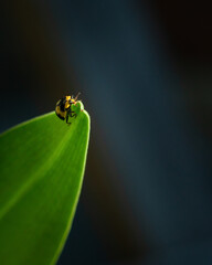 Shiny Yellow ladybug with black spots on its back crawling up the leaf, out of focus dreamy green background. Vertical format