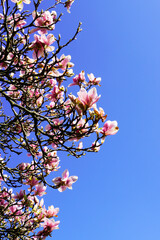 Zarte rosa Blüten eines Magnolienbaums. Zweig einer Magnolie mit strahlend blauen Himmel im Hintergrund. Blühende Pflanzen im Frühling.