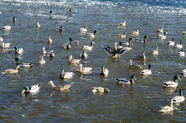 ducks swimming in a shining pond