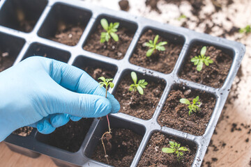 marigold seedlings cultivation and dipping, the process of marigold dipping