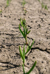Fresh green sprout of garlic and onions on a garden bed. Organic food	