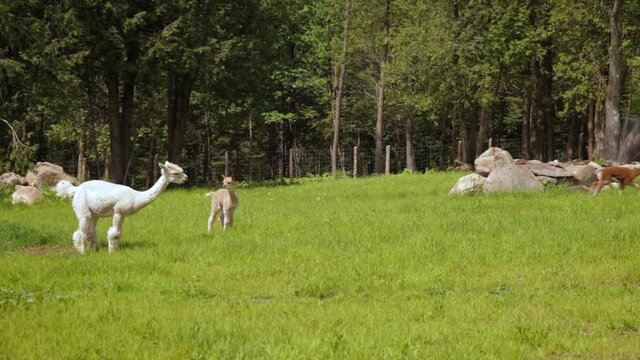 Locked down shot of happy alpacas, playing and walking around a bright green field with a fence, tall shady trees can be seen behind boundary. 