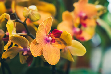 Fototapeta na wymiar rare orchid phalaenopsis close-up in a greenhouse