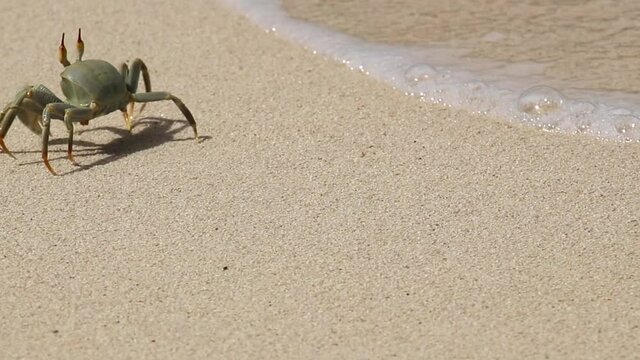 Seychelles crab running on white sandy beach with small waves of water