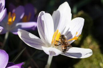 Honey bee, Apis mellifera, pollinating a pale lilac crocus flower in spring, sunlit close-up view, Shropshire, UK