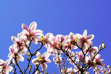 Zarte rosa Blüten eines Magnolienbaums. Zweig einer Magnolie mit strahlend blauen Himmel im Hintergrund. Blühende Pflanzen im Frühling.