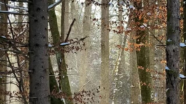 winter forest and snow storm