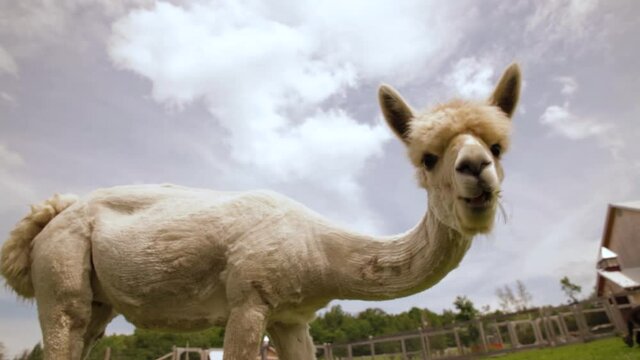 Tilting up shot of an alpaca, as he bends down to hungrily chew on grass, lovely clouds and a farmhouse provide a picturesque backdrop. 