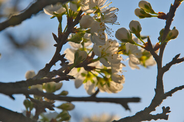 Kirschblüte im Elsass