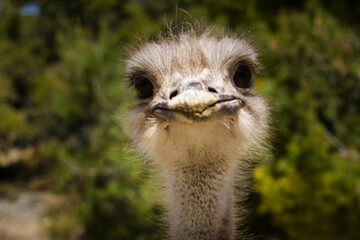 Adorable and friendly ostrich. lovely and funny animal looking at the camera