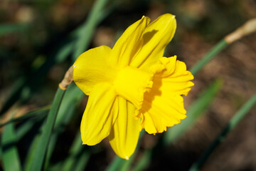 Narzisse in Nahaufnahme. Frühlingsblumen im Garten. Blumen mit großen leuchtenden Blüten.