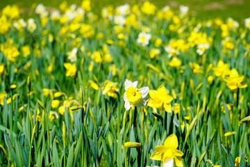 Fototapeta premium A field of yellow daffodils. Blooming spring flowers in the garden.