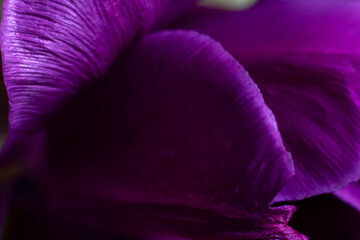 Dark floral backdrop. Violet tulip flower petals extremely close up photo.
