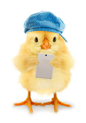 Cute chick is holding tablet modern technology funny conceptual photo