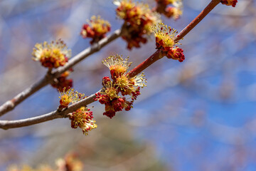 Full frame macro abstract texture view of fiery red and yellow blossoms on a red maple tree (acer rubrum) in early spring with defocused blue sky background