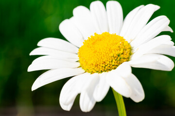 Fototapeta premium Close up single flower of white chamomile with yellow core with bokeh effect green blurred background. Lots of fragile petals of sunlit daisy