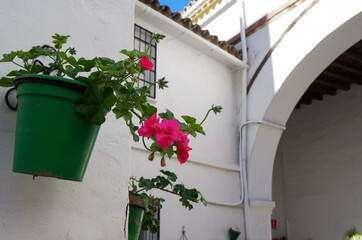 Pink flower in the green pot on the white wall