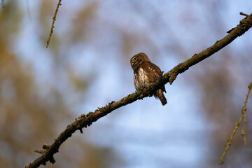 Eurasian pygmy owl in forest