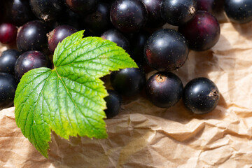 Composition with black currants on paper on bright sunlight. Seasonal berries