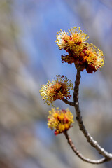 Full frame macro abstract texture view of fiery red and yellow blossoms on a red maple tree (acer rubrum) in early spring with defocused blue sky background