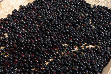 Lots of black currant berries flatted on paper for dry up. Source of vitamin C