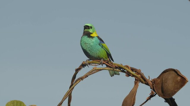 Sa&iacute;ra-sete-cores, p&aacute;ssaro da Mata Atl&acirc;ntica / Green-headed Tanager, bird of the Atlantic Forest	