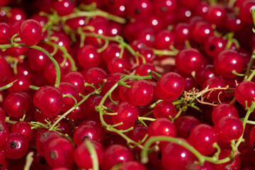 Ripe raw red currant berries with green twigs on bright sunlight. Summer food pattern background