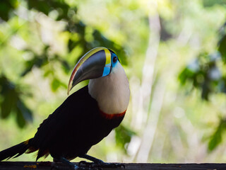 Tucan