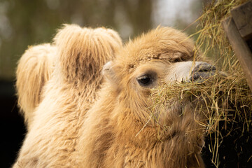Kamel Zoom Zoo Gelsenkirchen