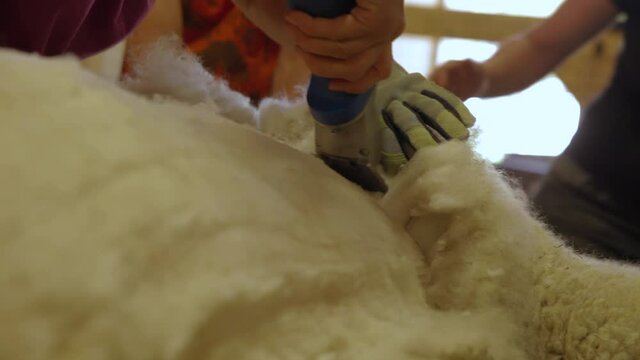 Zoomed in video showing a man shearing an alpaca to get raw material for making wool, wearing protective gloves while operating a sharp tool.